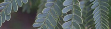 Mesquite leaves
